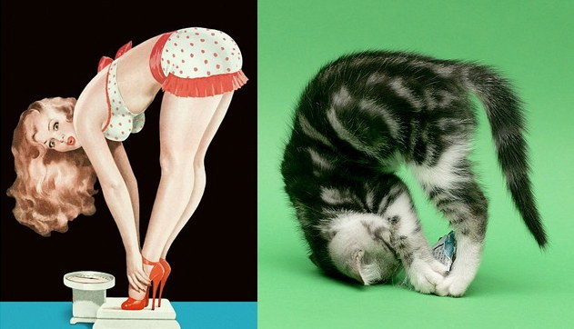 Des chats sui ressemblent  des pin-ups - 9