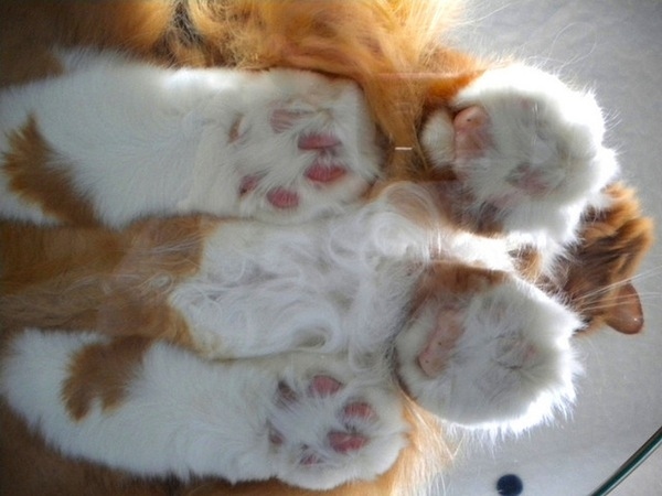 Chats sur du verre - 10