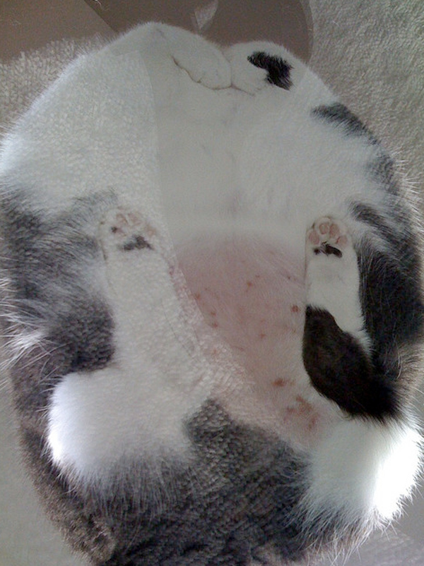 Chats sur du verre - 11