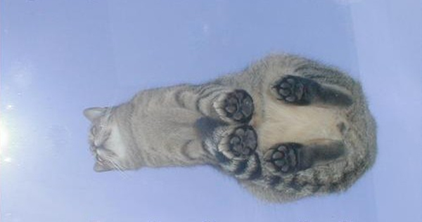 Chats sur du verre - 13