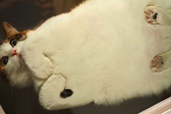 Chats sur du verre - 15