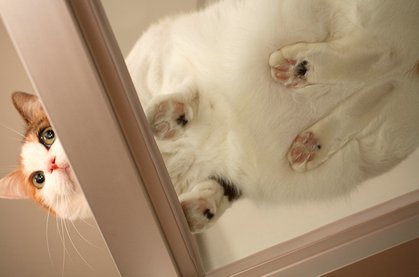 Chats sur du verre - 19