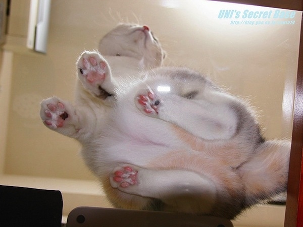 Chats sur du verre - 3