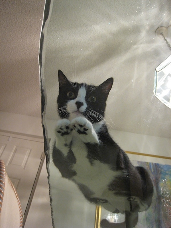 Chats sur du verre - 4