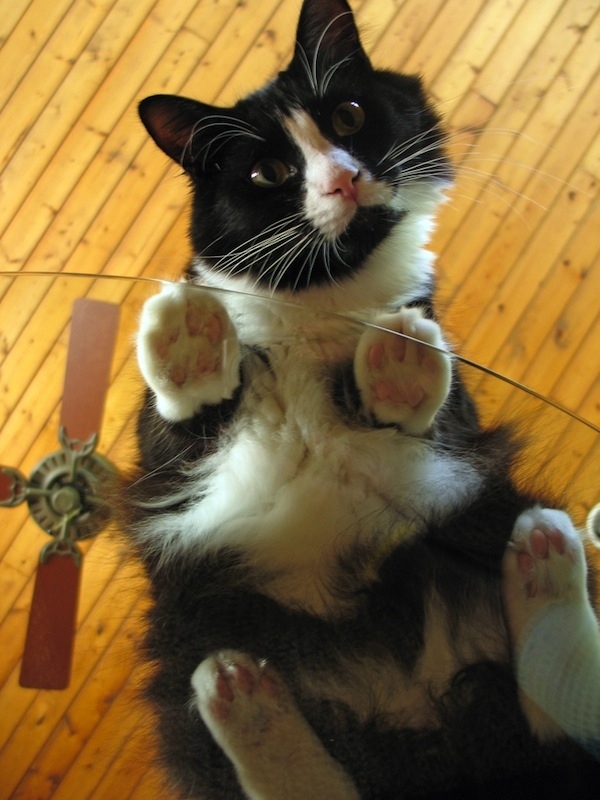 Chats sur du verre - 5