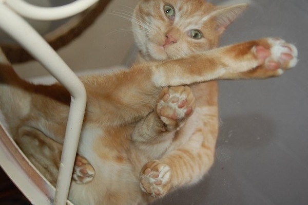 Chats sur du verre - 8