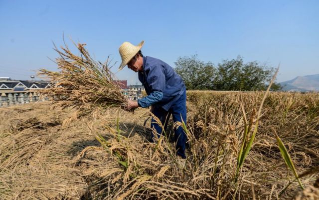 Un agriculteur parvient à cultiver en pleine ville - 4