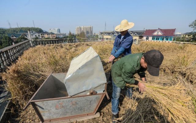 Un agriculteur parvient à cultiver en pleine ville - 5