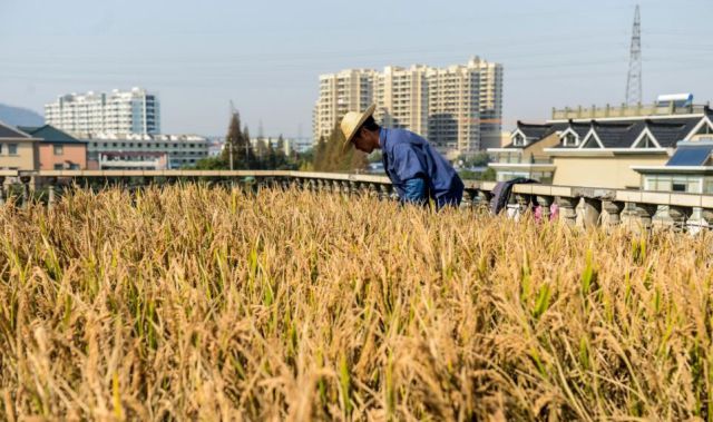 Un agriculteur parvient à cultiver en pleine ville - 6