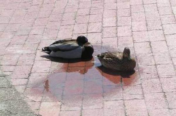 Galerie de fail - 14