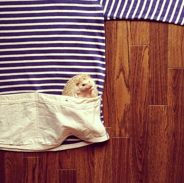 Un hrisson trop mignon - 1