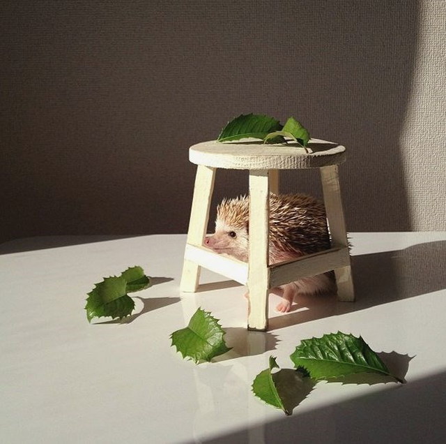 Un hrisson trop mignon - 10