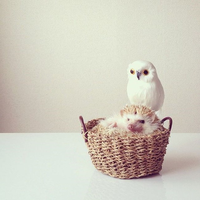 Un hrisson trop mignon - 11