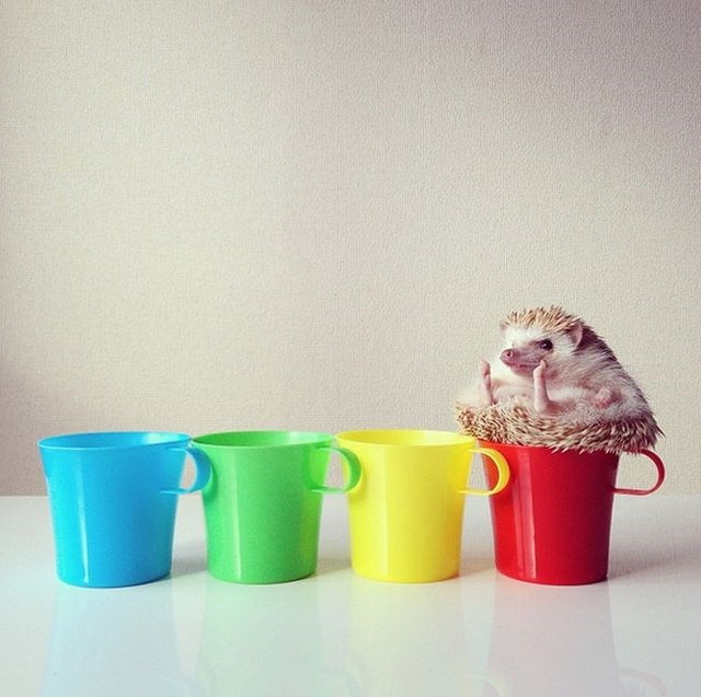 Un hrisson trop mignon - 12