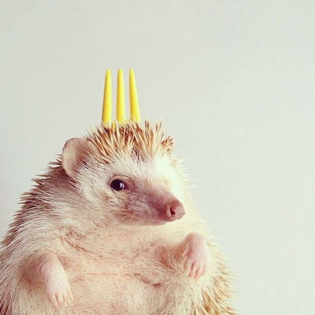 Un hrisson trop mignon - 18