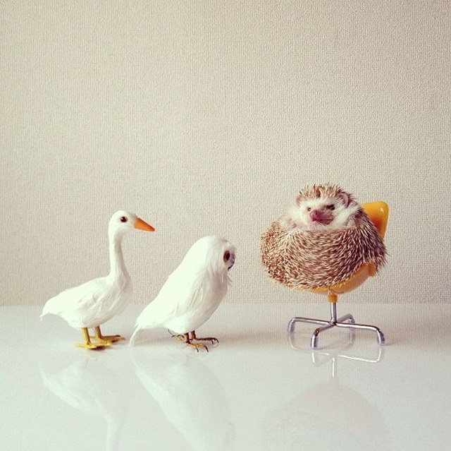 Un hrisson trop mignon - 2