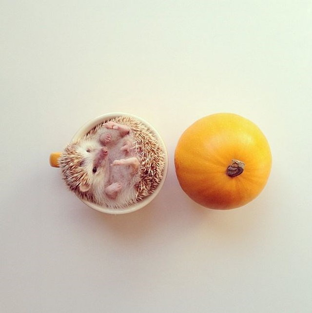 Un hrisson trop mignon - 27