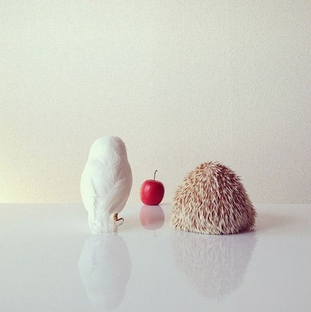 Un hrisson trop mignon - 5