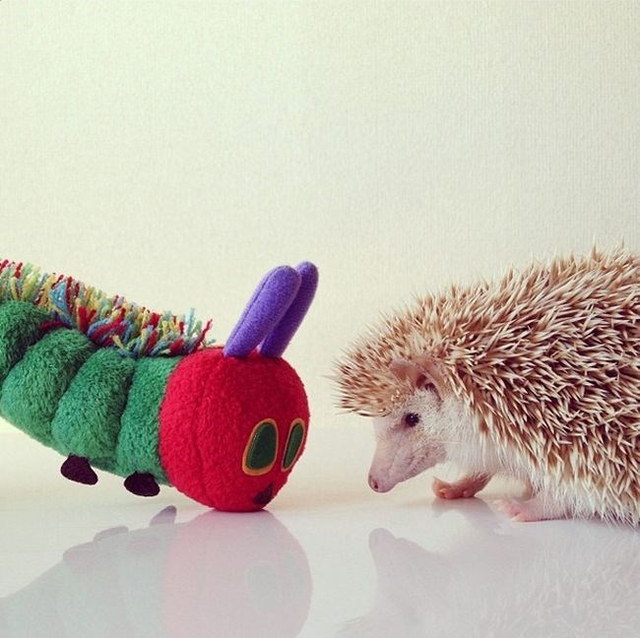 Un hrisson trop mignon - 6