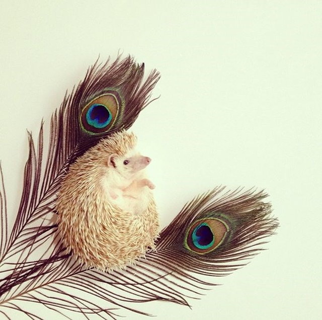 Un hrisson trop mignon - 9