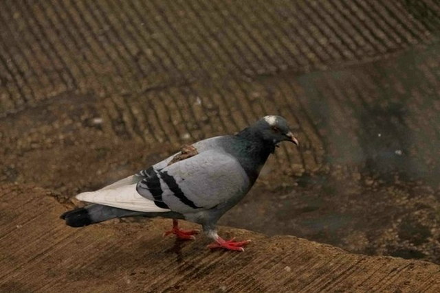 Le karma est sans piti - 3